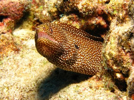 Yellowmargin Moray