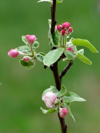 apple blossom 2