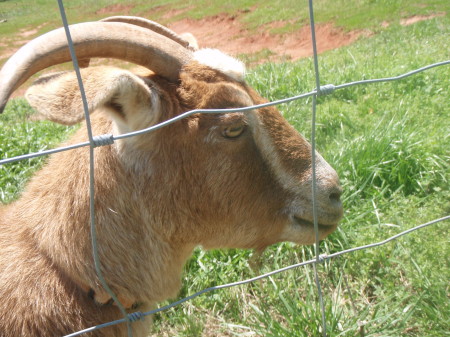 Vivian, my Goat