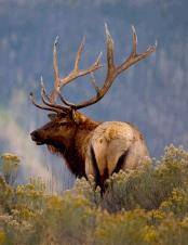 Bull Elk