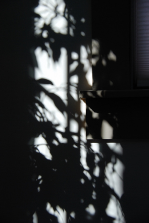 Plant Shadows, Feb 2009
