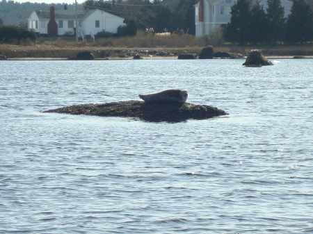 Big Momma Harbor Seal