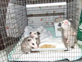 Baby opossums I raised last year