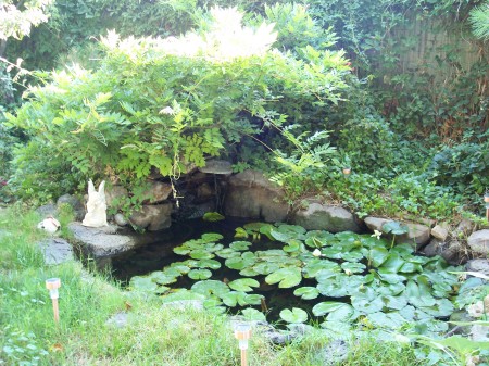Pond in backyard
