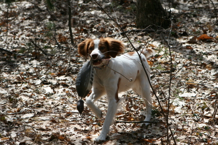 Shasta in Training