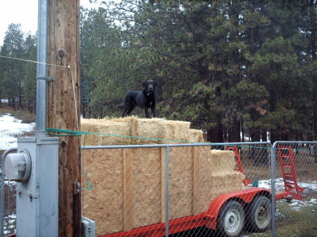 blackie on hay in trailer