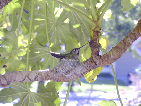 Hummingbird nesting