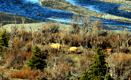 Mother Grizzly with 2 cubs