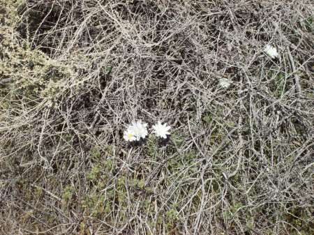 Tonapah wild flower