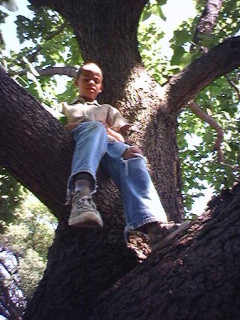 cam in tree