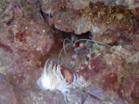 A BANDED SHRIMP AND ANEMONE FISH