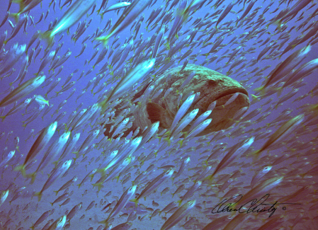 Goliath Grouper in a Bait Ball