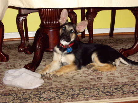 Linde at 14 weeks, look at the ears!