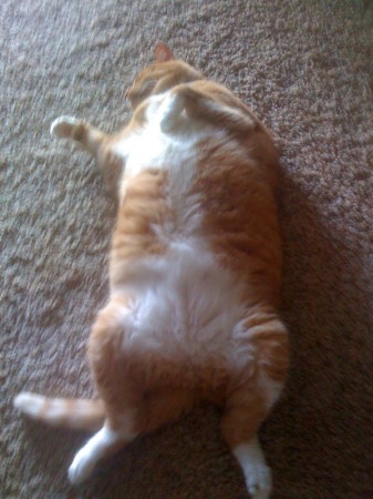 Snooper--he's not fat, just kinda husky