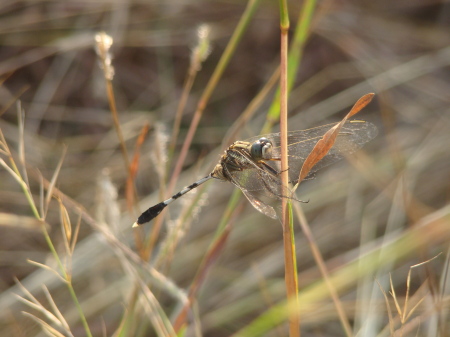 Dragon fly on the reeds