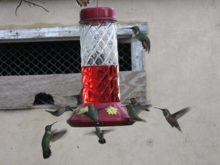 Hummingbirds