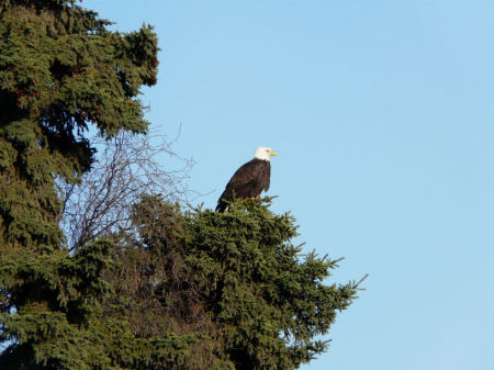 Eagles Roost