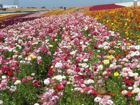 Carlsbad flower fields