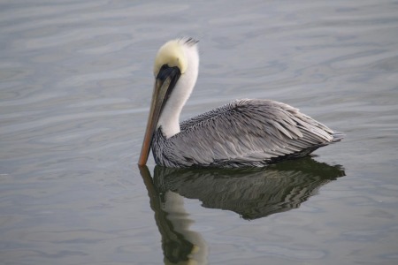 The Male Pelican