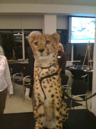 Cheetah event last night