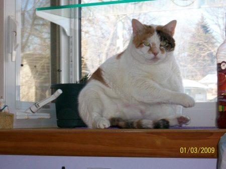 This is Fat cat!