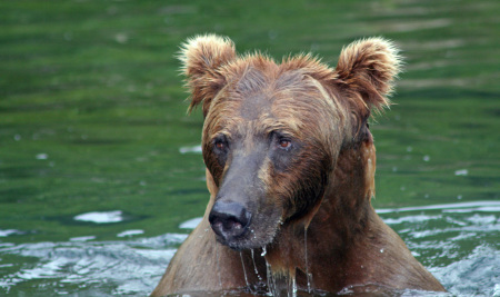 Alaskan Grizzly