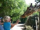 Haley feeding giraffe at Ft. Worth Zoo May 200
