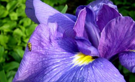 "THE IRIS & THE LADYBUG"