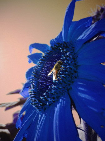 Blue Sunflower