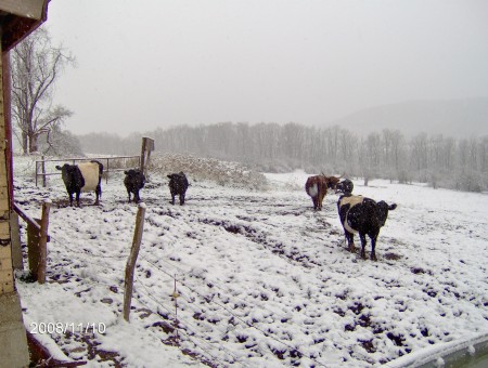 cows on the farm