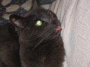 Coal Sticking her Tongue out