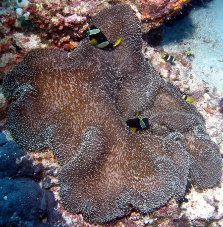 ANEMONE/CLOWN FISH