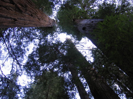 Redwoods 3