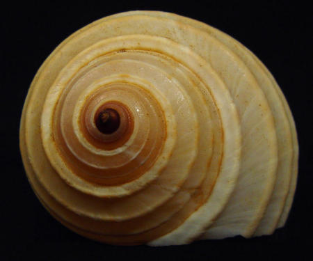 sea shell