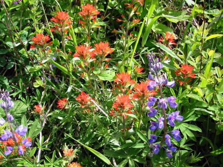 meadow wildflowers on the trail