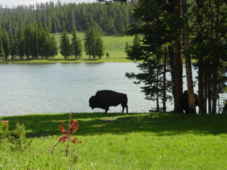 Yellowstone