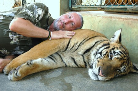 Living Tiger Pillow