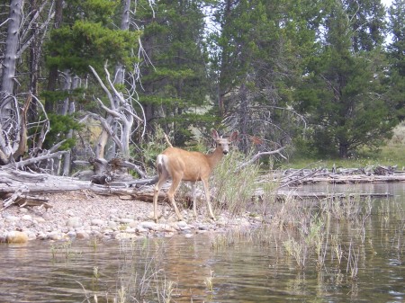 On the shore of Jackson Lake from the kayak.