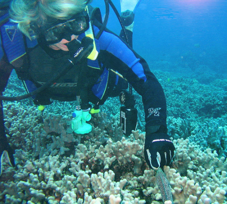 Diving in Kona