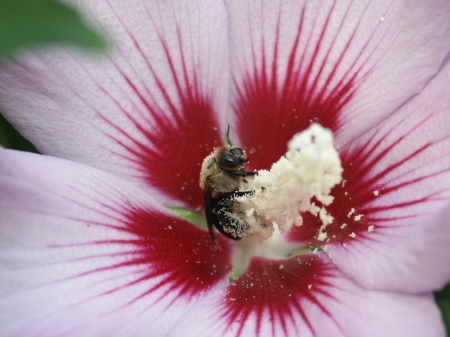 Bee covered in pollen