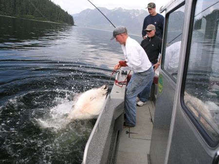 Alaska  Halibut