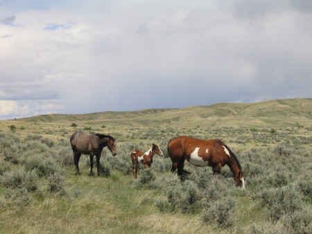 Wild Mustangs and Colt
