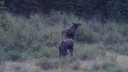 Moose at the Campsite!