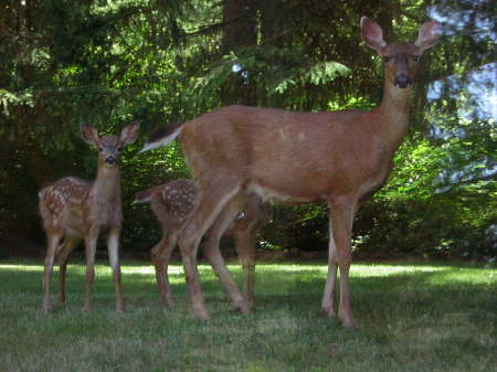 Deer in our yard