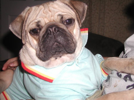 busey my pug