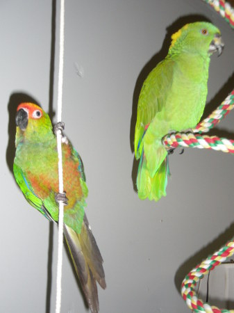 My birds Mango & Cooper
