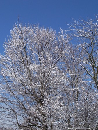 March 2009 Snow