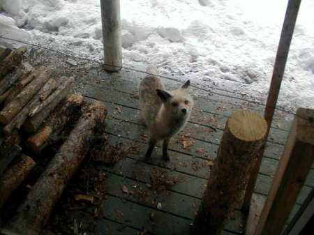 fox on porch
