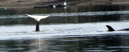 Orcas frolicking in front of the house