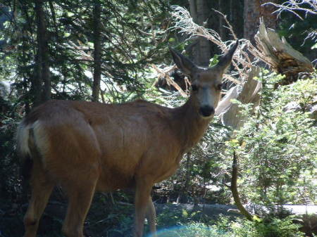 A deer frind from Colorado